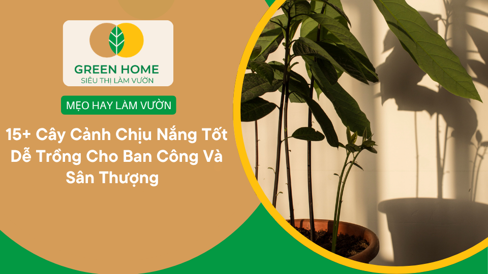 15+ Cây Cảnh Chịu Nắng Tốt Dễ Trồng Cho Ban Công Và Sân Thượng缩略图