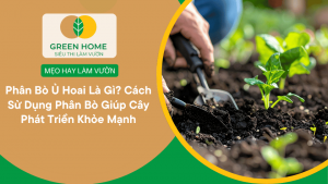 Phân Bò Ủ Hoai Là Gì? Cách Sử Dụng Phân Bò Giúp Cây Phát Triển Khỏe Mạnh缩略图