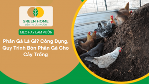 Phân Gà Là Gì? Công Dụng, Quy Trình Bón Phân Gà Cho Cây Trồng缩略图