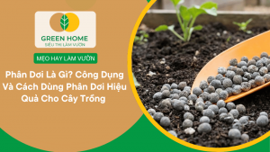 Phân Dê Là Gì? Công Dụng, Cách Bón Và Lưu Ý Sử Dụng Hiệu Quả Cho Cây Trồng缩略图