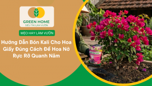 Hướng Dẫn Bón Kali Cho Hoa Giấy Đúng Cách Để Hoa Nở Rực Rỡ Quanh Năm缩略图