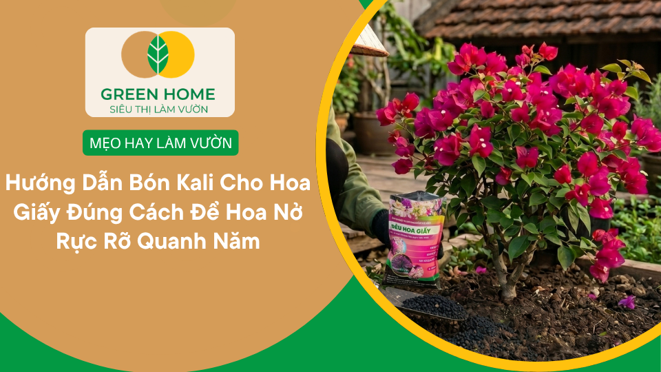 Hướng Dẫn Bón Kali Cho Hoa Giấy Đúng Cách Để Hoa Nở Rực Rỡ Quanh Năm缩略图