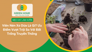 Viên Nén Xơ Dừa Là Gì? Ưu Điểm Vượt Trội So Với Đất Trồng Truyền Thống缩略图
