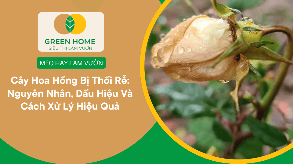 Cây Hoa Hồng Bị Thối Rễ: Nguyên Nhân, Dấu Hiệu Và Cách Xử Lý Hiệu Quả缩略图