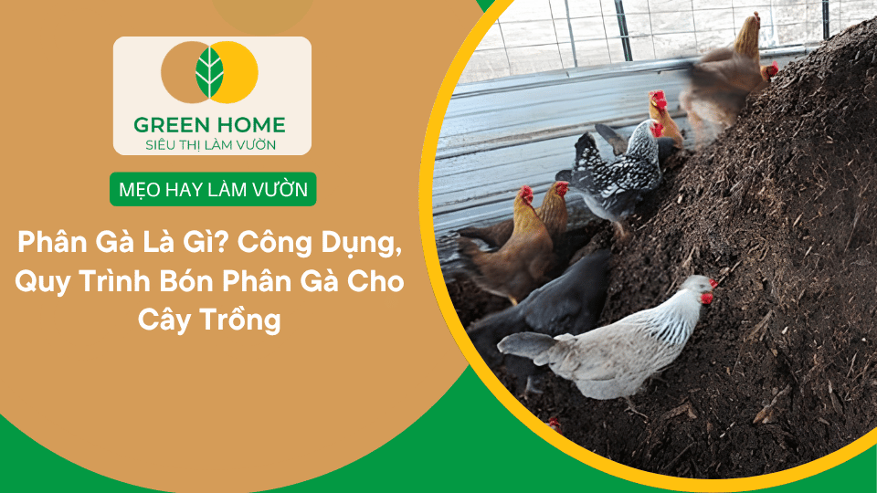 Phân Gà Là Gì? Công Dụng, Quy Trình Bón Phân Gà Cho Cây Trồng缩略图