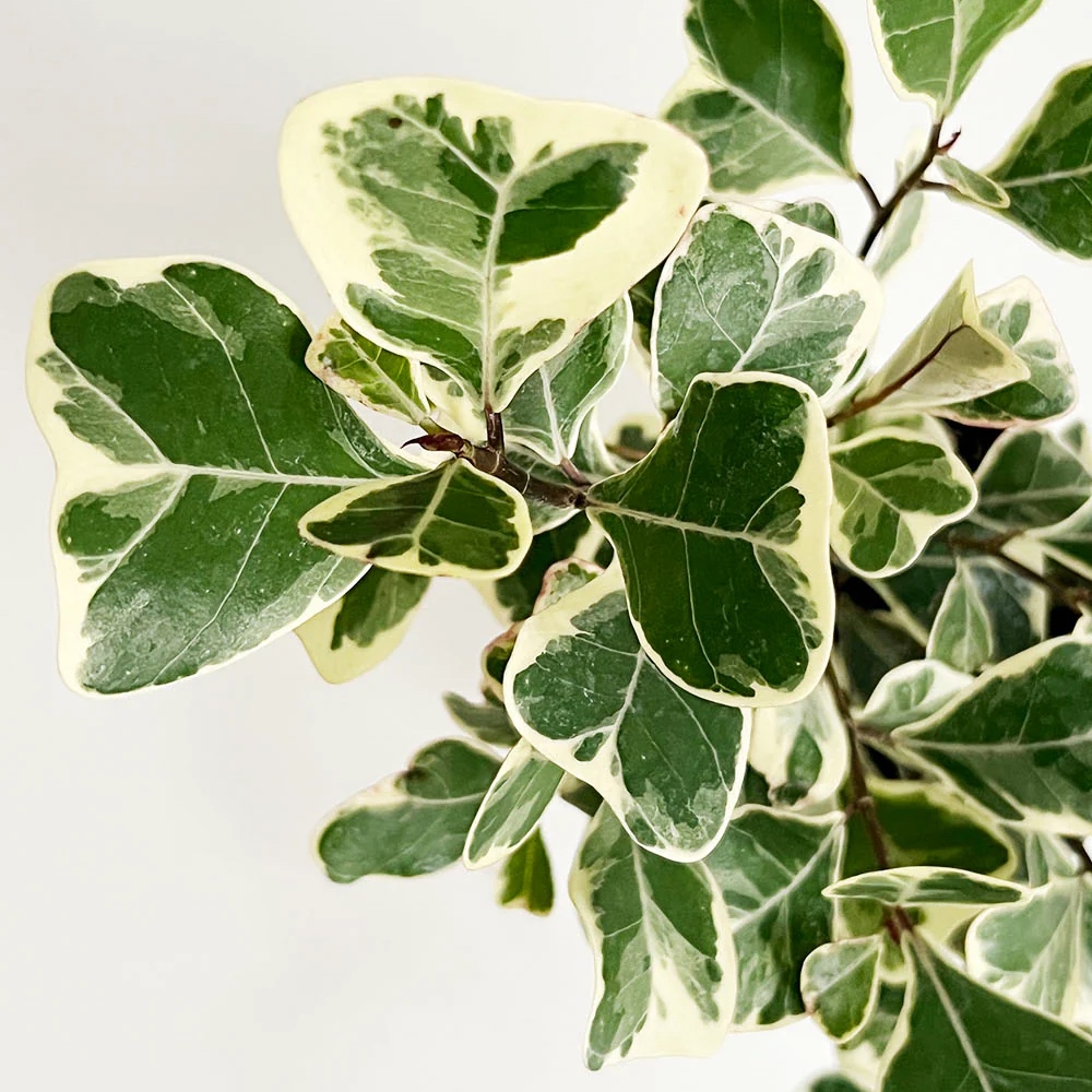 Đa Tam Phúc | Triangle Ficus缩略图