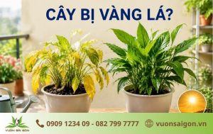 Cây Bị Vàng Lá: 8 Nguyên Nhân Và Cách Khắc Phục Hiệu Quả Nhất缩略图