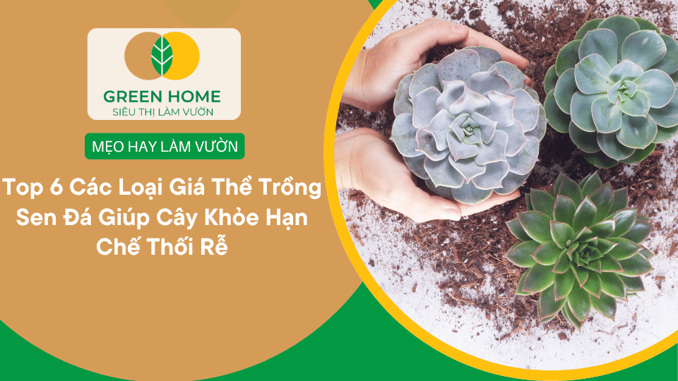 Top 6  Các Loại Giá Thể Trồng Sen Đá Giúp Cây Khỏe Hạn Chế Thối Rễ缩略图