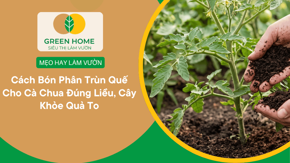 Cách Bón Phân Trùn Quế Cho Cà Chua Đúng Liều, Cây Khỏe Quả To缩略图
