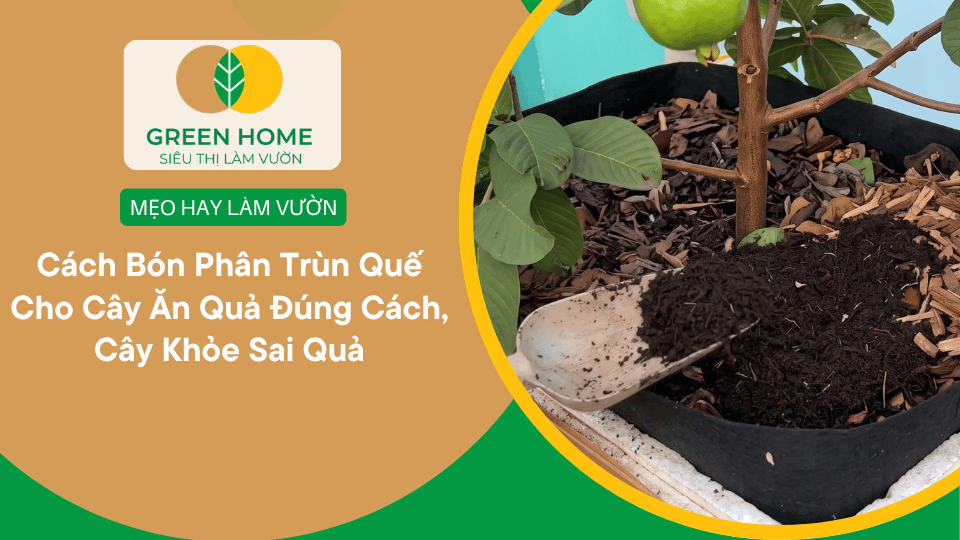 Cách Bón Phân Trùn Quế Cho Cây Ăn Quả Đúng Cách, Cây Khỏe Sai Quả缩略图