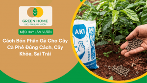 Cách Bón Phân Gà Cho Cây Cà Phê Đúng Cách, Cây Khỏe, Sai Trái缩略图