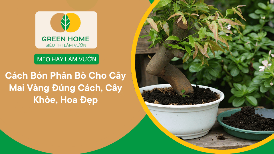 Cách Bón Phân Bò Cho Cây Mai Vàng Đúng Cách, Cây Khỏe, Hoa Đẹp缩略图
