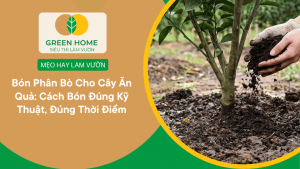 Bón Phân Bò Cho Cây Ăn Quả: Cách Bón Đúng Kỹ Thuật, Đúng Thời Điểm缩略图