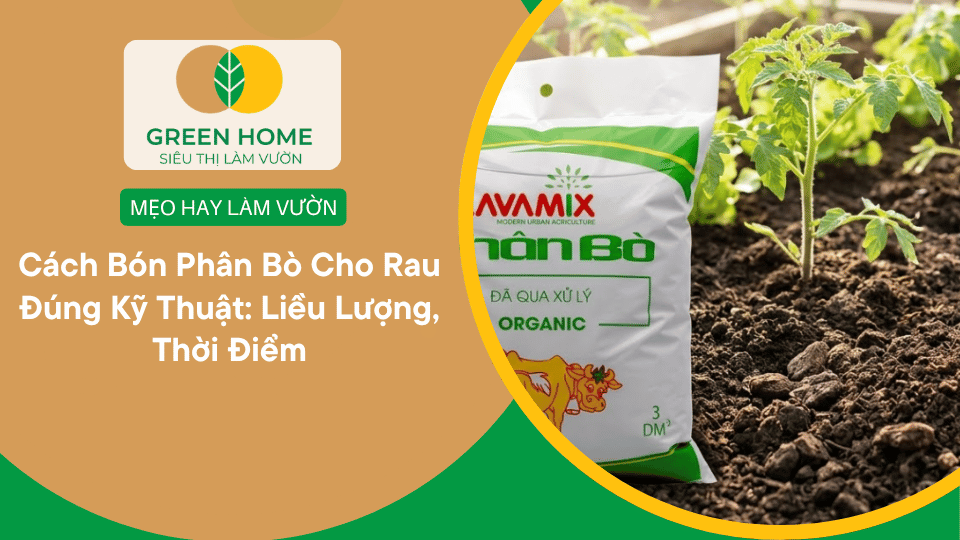 Cách Bón Phân Bò Cho Rau Đúng Kỹ Thuật: Liều Lượng, Thời Điểm缩略图