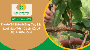 Thuốc Trị Nấm Hồng Cây Mai Loại Nào Tốt? Cách Xử Lý Bệnh Hiệu Quả缩略图