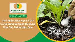 Chế Phẩm Sinh Học Là Gì? Công Dụng Và Cách Sử Dụng Cho Cây Trồng Hiệu Quả缩略图
