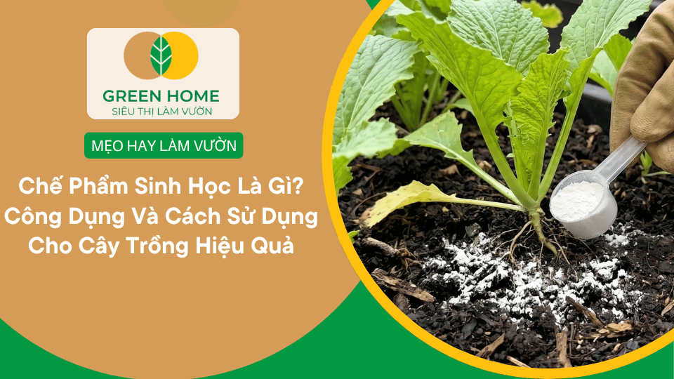Chế Phẩm Sinh Học Là Gì? Công Dụng Và Cách Sử Dụng Cho Cây Trồng Hiệu Quả缩略图