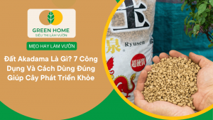 Đất Akadama Là Gì? 7 Công Dụng Và Cách Dùng Đúng Giúp Cây Phát Triển Khỏe缩略图