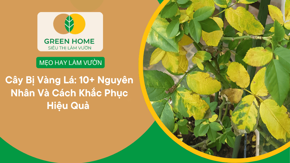 Cây Bị Vàng Lá: 10+ Nguyên Nhân Và Cách Khắc Phục Hiệu Quả缩略图