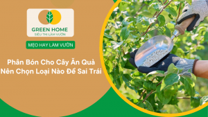 Phân Bón Cho Cây Ăn Quả Nên Chọn Loại Nào Để Sai Trái缩略图