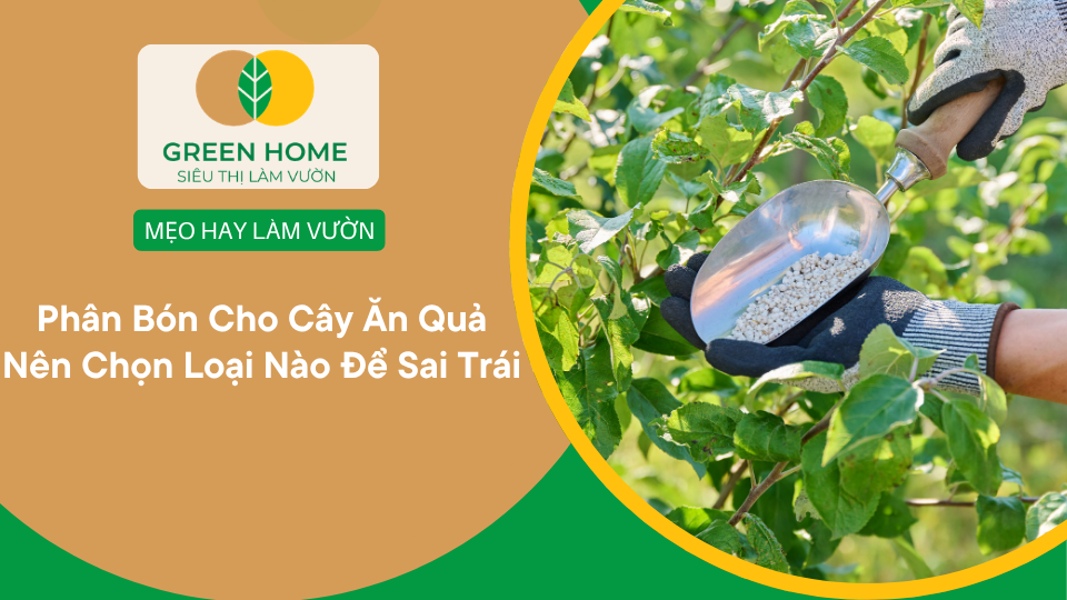 Phân Bón Cho Cây Ăn Quả Nên Chọn Loại Nào Để Sai Trái缩略图