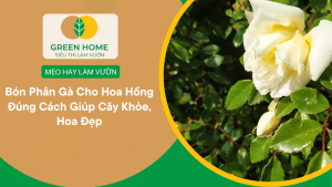Bón Phân Gà Cho Hoa Hồng Đúng Cách Giúp Cây Khỏe, Hoa Đẹp缩略图