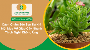 Cách Chăm Sóc Sen Đá Khi Mới Mua Về Giúp Cây Nhanh Thích Nghi, Không Úng缩略图