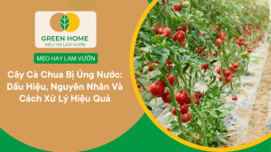 Cây Cà Chua Bị Úng Nước: Dấu Hiệu, Nguyên Nhân Và Cách Xử Lý Hiệu Quả缩略图