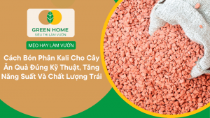 Cách Bón Phân Kali Cho Cây Ăn Quả Đúng Kỹ Thuật, Tăng Năng Suất Và Chất Lượng Trái缩略图