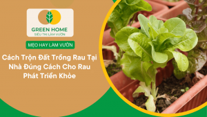 Cách Trộn Đất Trồng Rau Tại Nhà Đúng Cách Cho Rau Phát Triển Khỏe缩略图