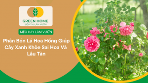 Phân Bón Lá Hoa Hồng Giúp Cây Xanh Khỏe Sai Hoa Và Lâu Tàn缩略图