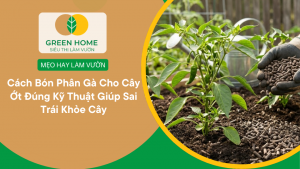 Cách Bón Phân Gà Cho Cây Ớt Đúng Kỹ Thuật Giúp Sai Trái Khỏe Cây缩略图