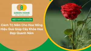 Cách Trị Nấm Cho Hoa Hồng Hiệu Quả Giúp Cây Khỏe Hoa Đẹp Quanh Năm缩略图