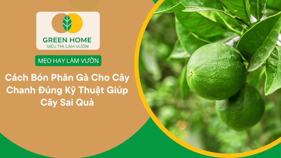 Cách Bón Phân Gà Cho Cây Chanh Đúng Kỹ Thuật Giúp Cây Sai Quả缩略图