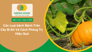 Các Loại bệnh Bệnh Trên Cây Bí Đỏ Và Cách Phòng Trị Hiệu Quả缩略图